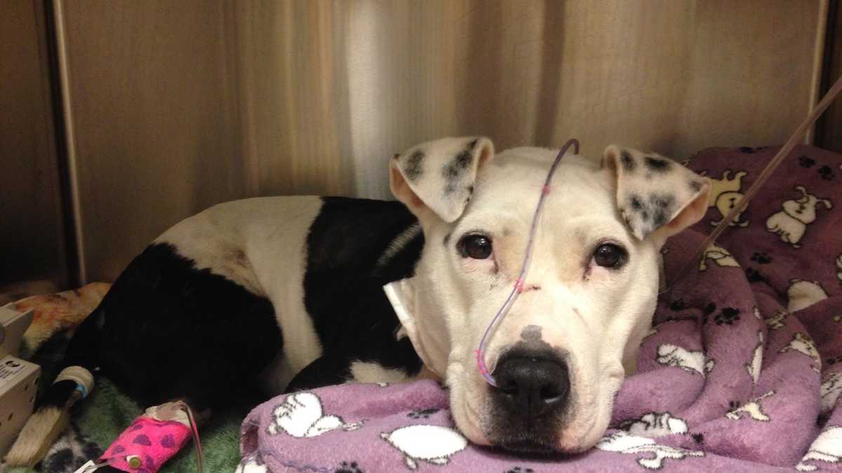 Dog that jumped 200 ft. off Parkway East now walking