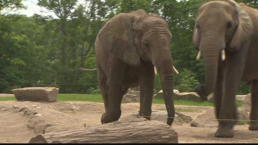 Pittsburgh Zoo drops AZA accreditation in dispute over elephants