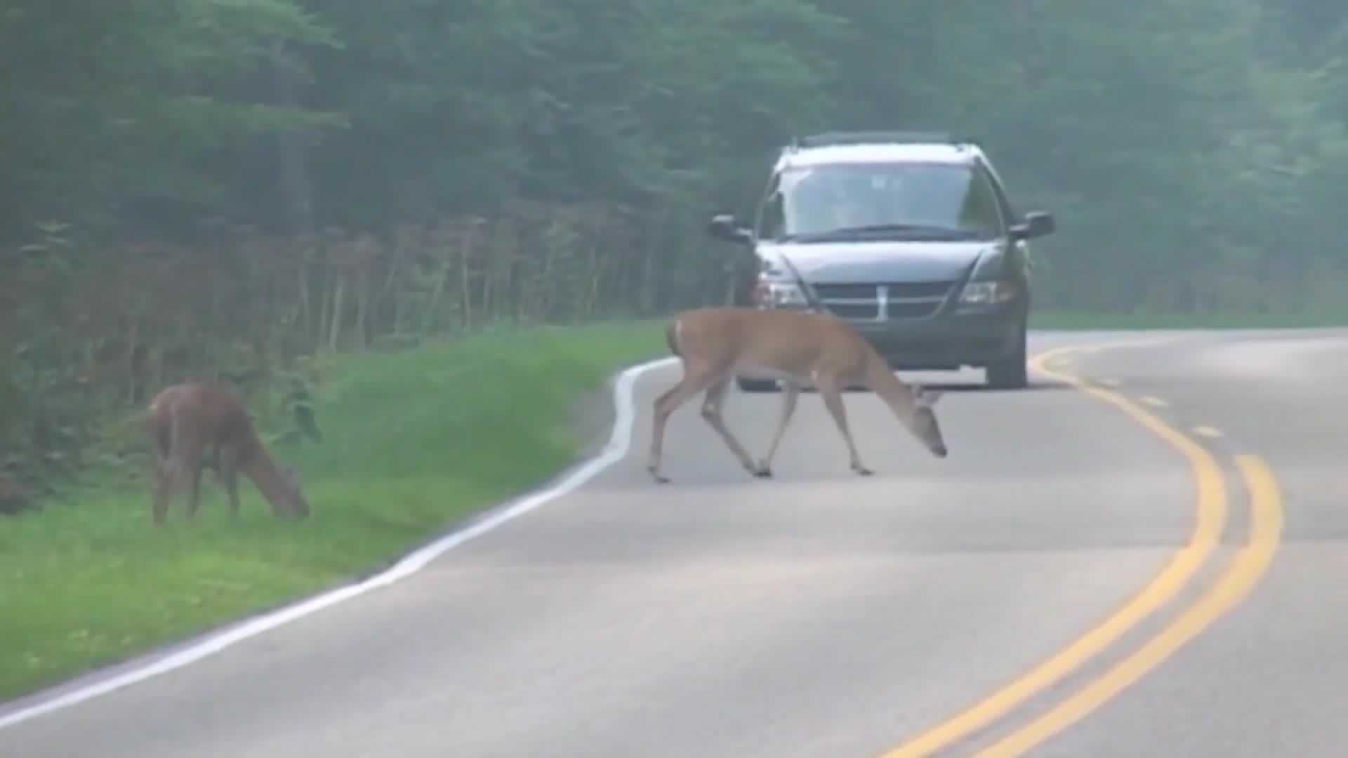 Deer Mating Season Means Drivers Need To Be Vigilant On Roads