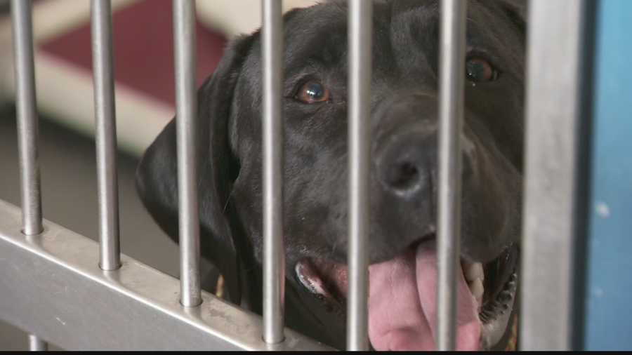 ARL merging with Humane Society in Pittsburgh ARL merging with Humane Society in Pittsburgh