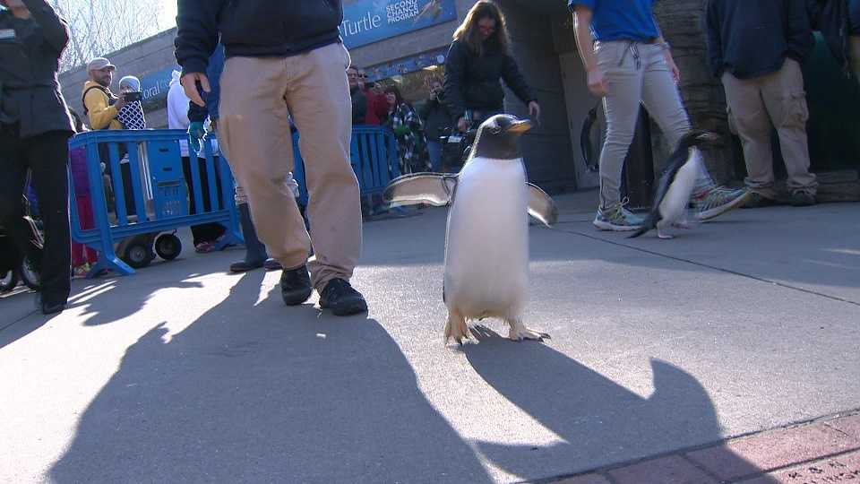 Photos: Pittsburgh Zoo and PPG Aquarium penguin walk