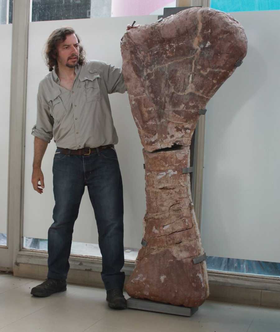 what is the largest dinosaur known to man
