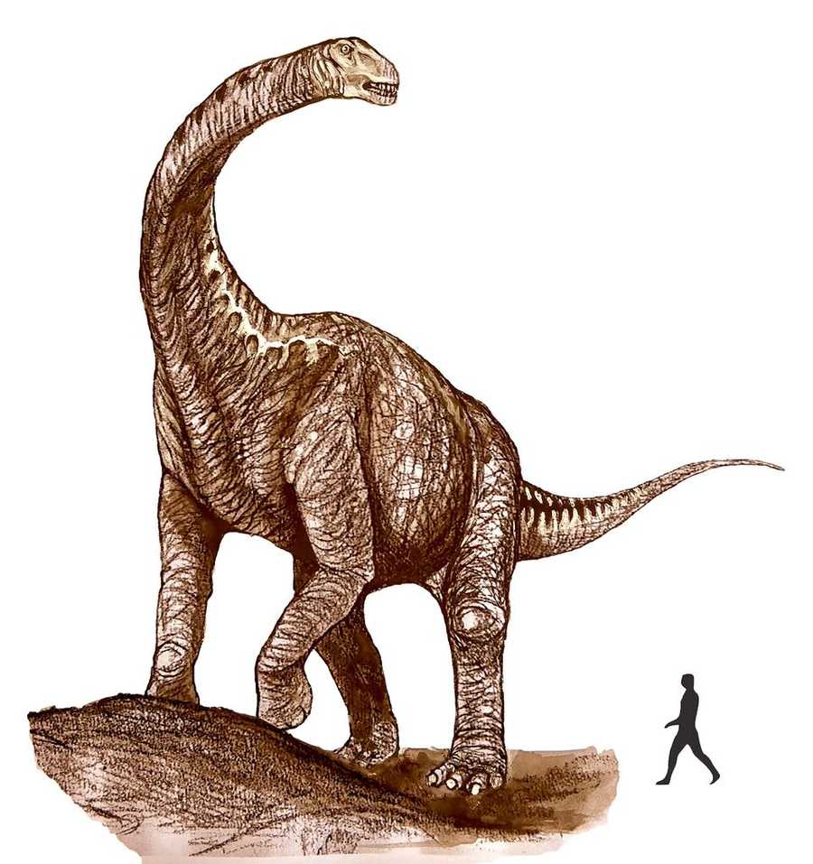 what is the largest dinosaur known to man