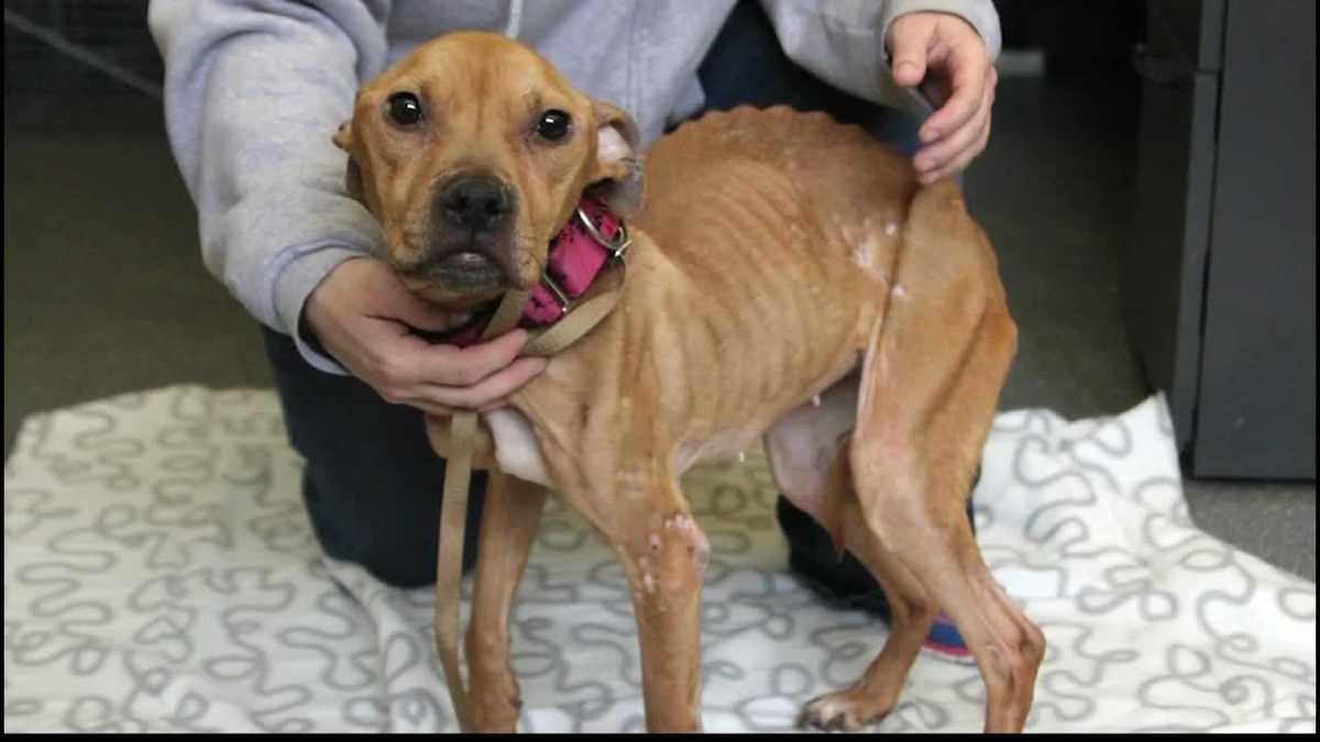 'I was literally holding a skeleton' Pittsburgh cop calls emaciated