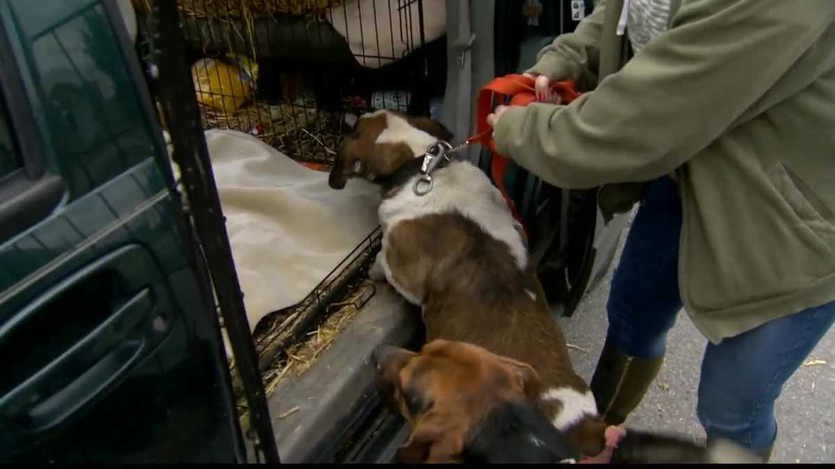 Uniontown man turns over dogs amid accusations of neglect