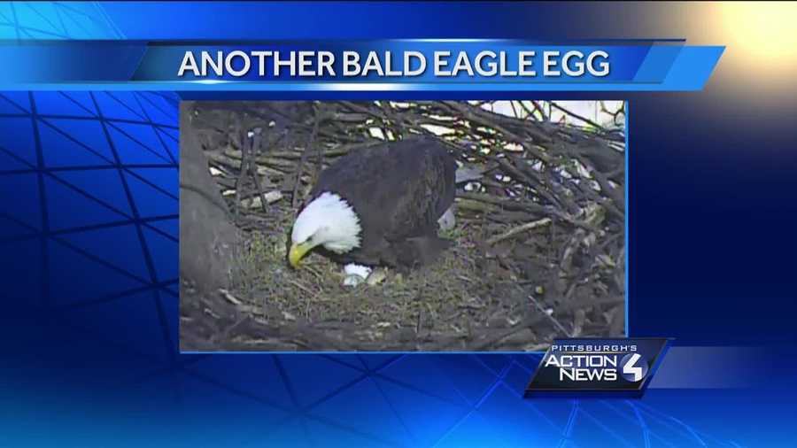 A third egg has been spotted in the bald eagle nest in Hays.