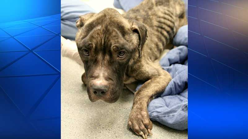 Photos: Reggie, dog found in drug arrest, is badly emaciated, fighting ...