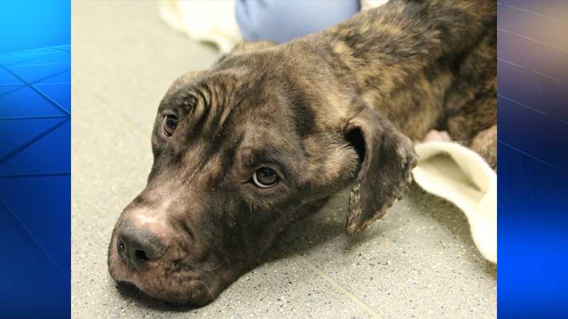 Photos: Reggie, Dog Found In Drug Arrest, Is Badly Emaciated, Fighting 