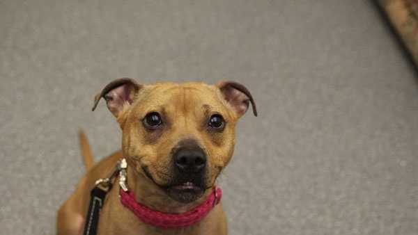 Effie is up for adoption at the Western PA Humane Society.