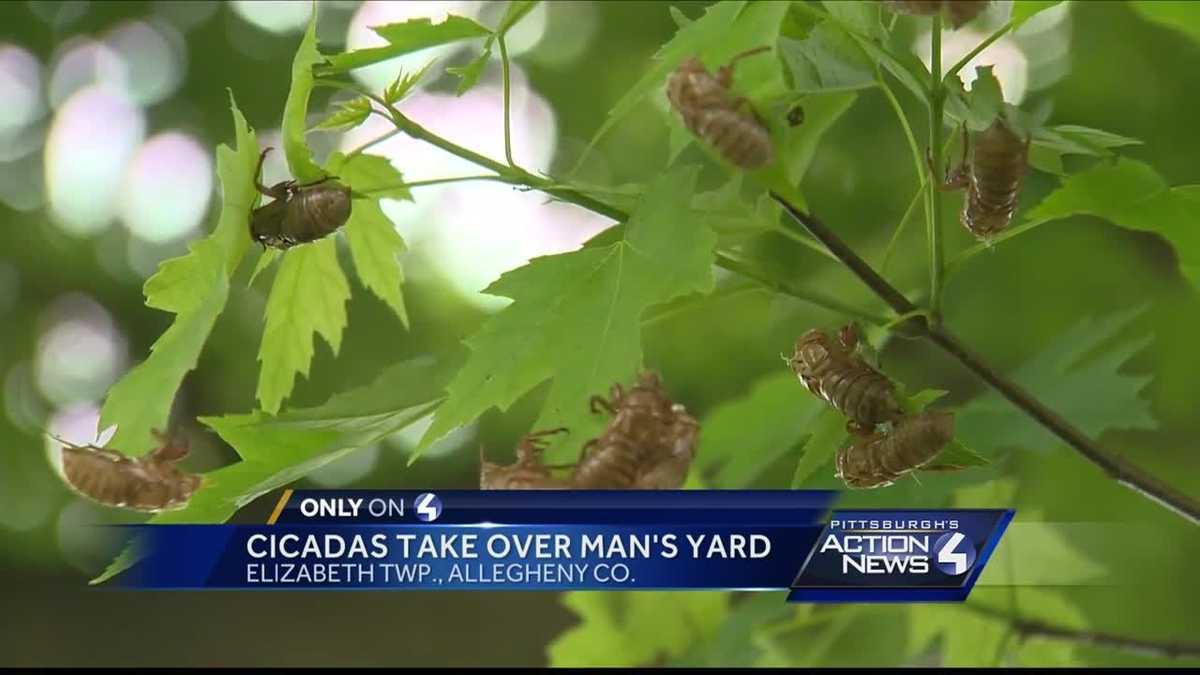 Cicadas 'everywhere' at Elizabeth Township home