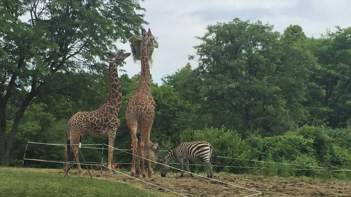 Photos: Meet the giraffes at the Pittsburgh Zoo