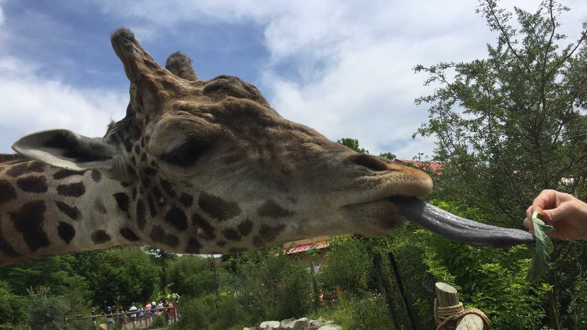 Photos: Meet the giraffes at the Pittsburgh Zoo