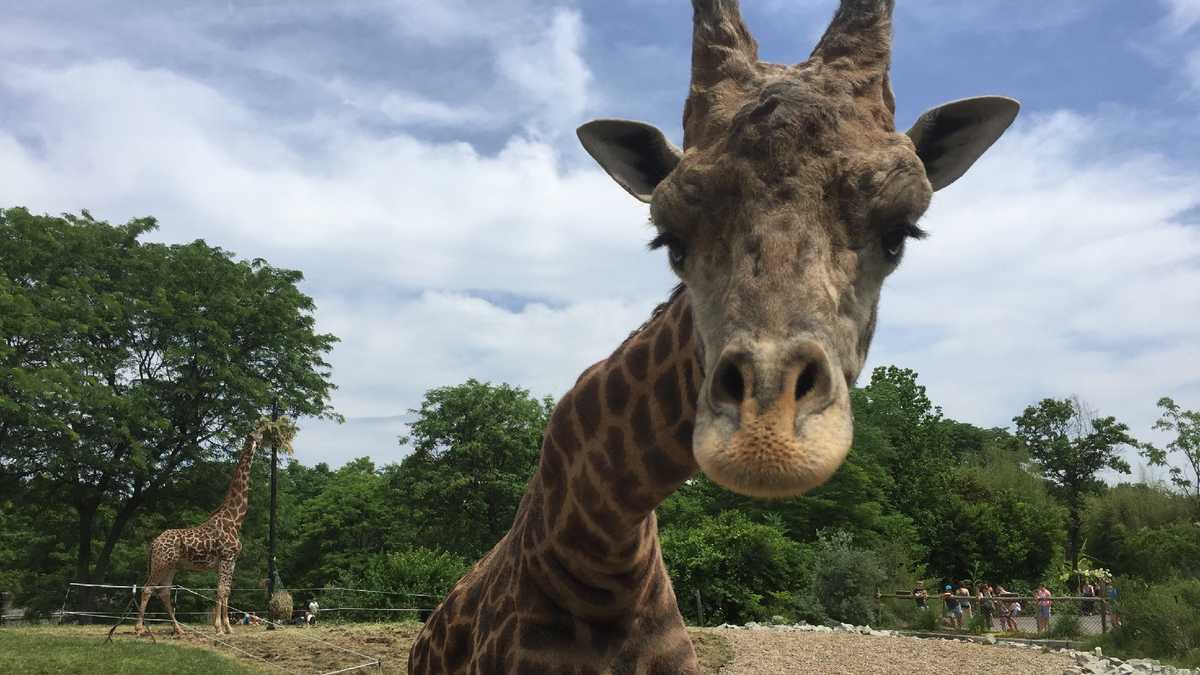 Photos: Meet the giraffes at the Pittsburgh Zoo