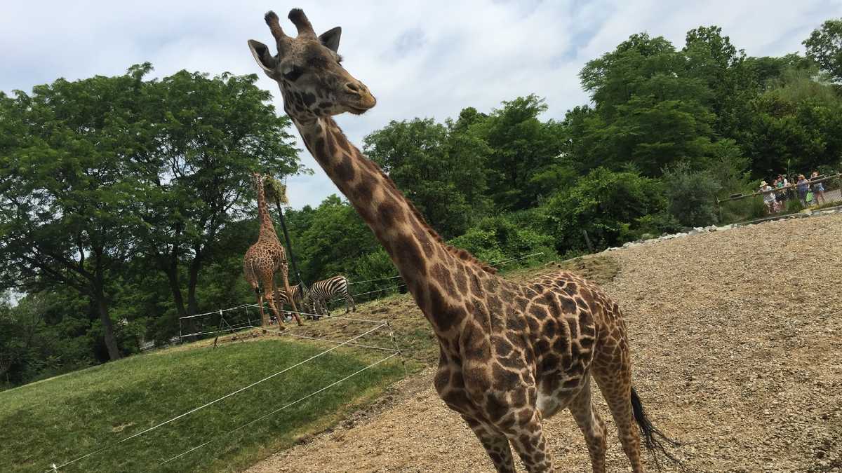 Photos: Meet the giraffes at the Pittsburgh Zoo