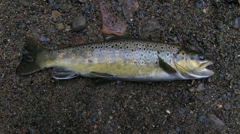 Over 200 fish killed in Yough River after plant discharge