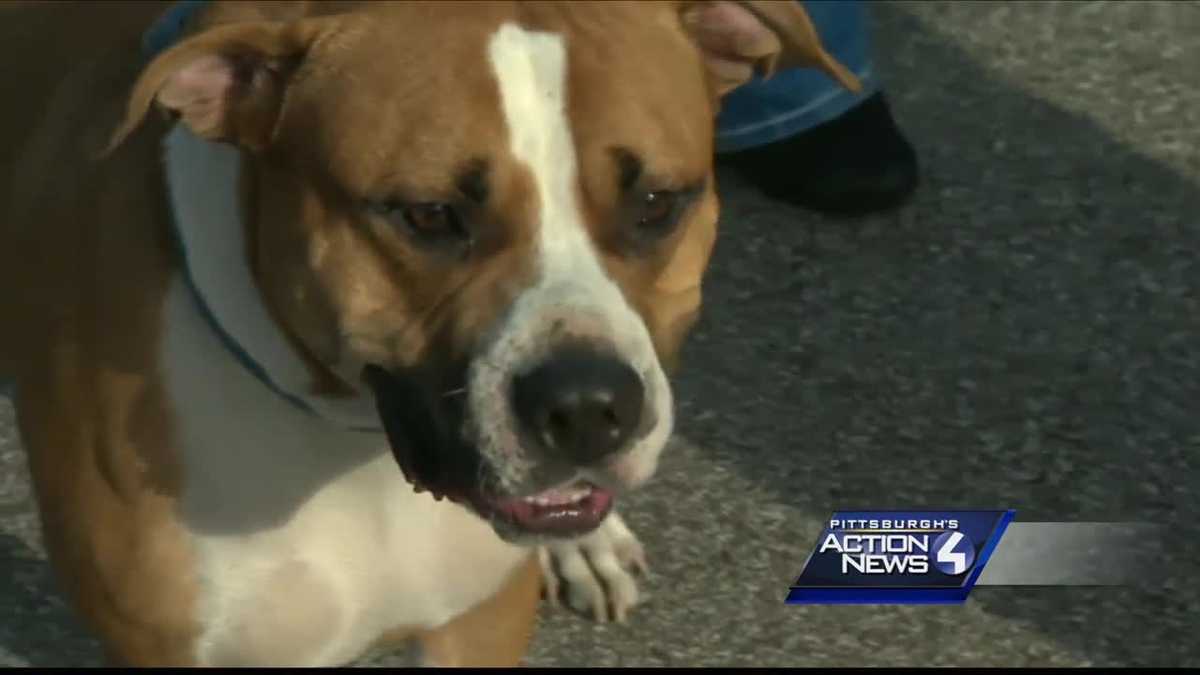 Humane officers investigating alleged abuse against dog by her adopter