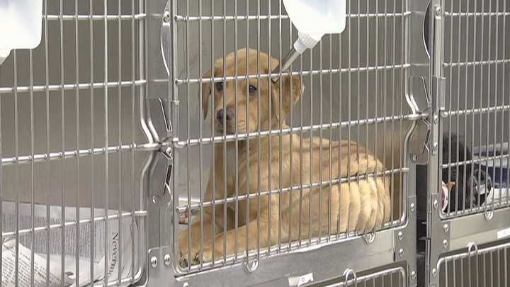 Animal control changes take effect Animal control changes take effect