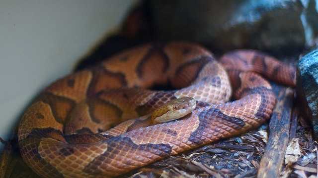 Venomous snakes of Alabama