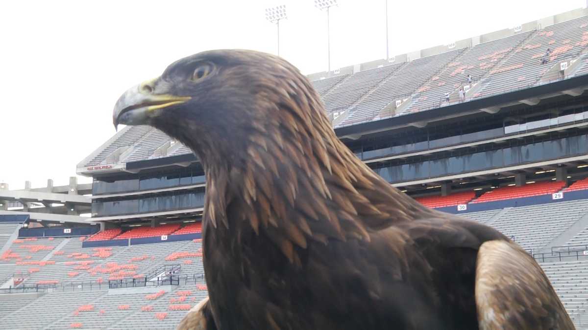 Why does Auburn say War Eagle? Auburn eagle in flight