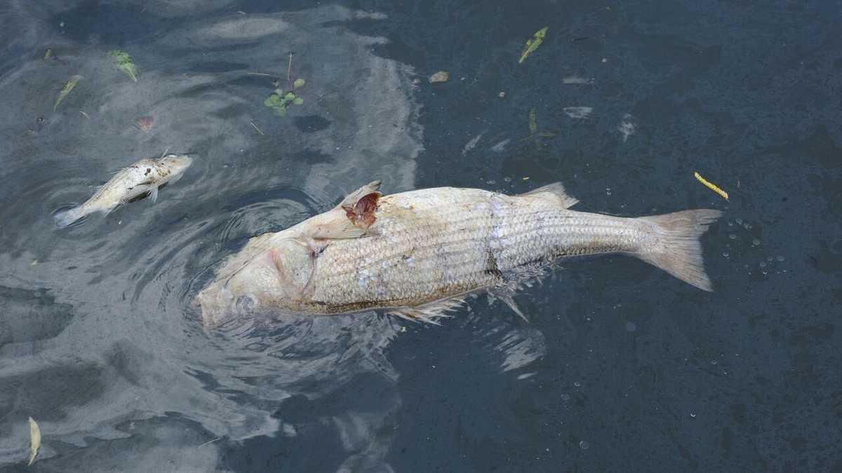 Dozens of fish found dead along Black Warrior River