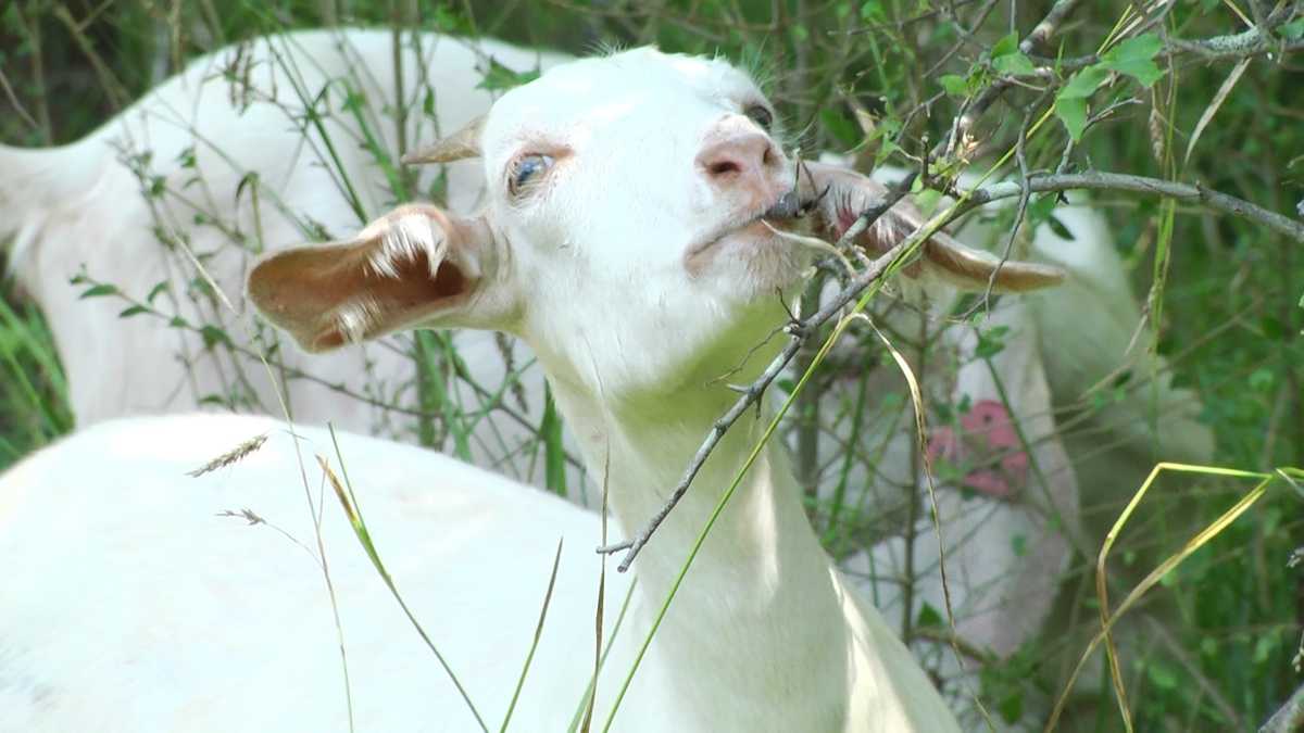 Birmingham Look To Goats To Manicure Overgrown Lots