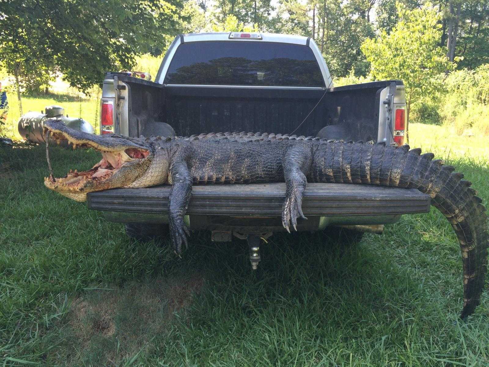 Heated Debate Over Alligator Removed From East Alabama Lake