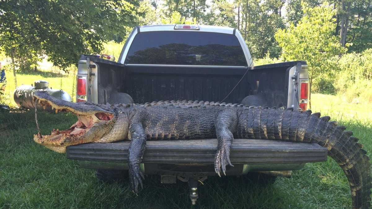 Heated debate over alligator removed from east Alabama lake