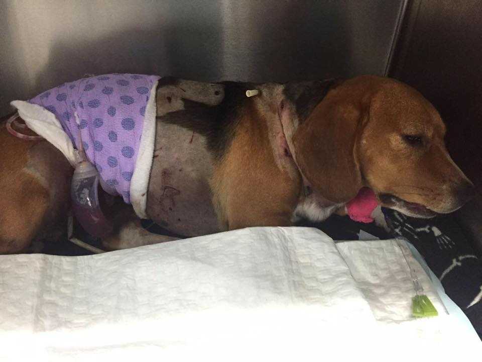 Gardendale family dog attacked by coyote