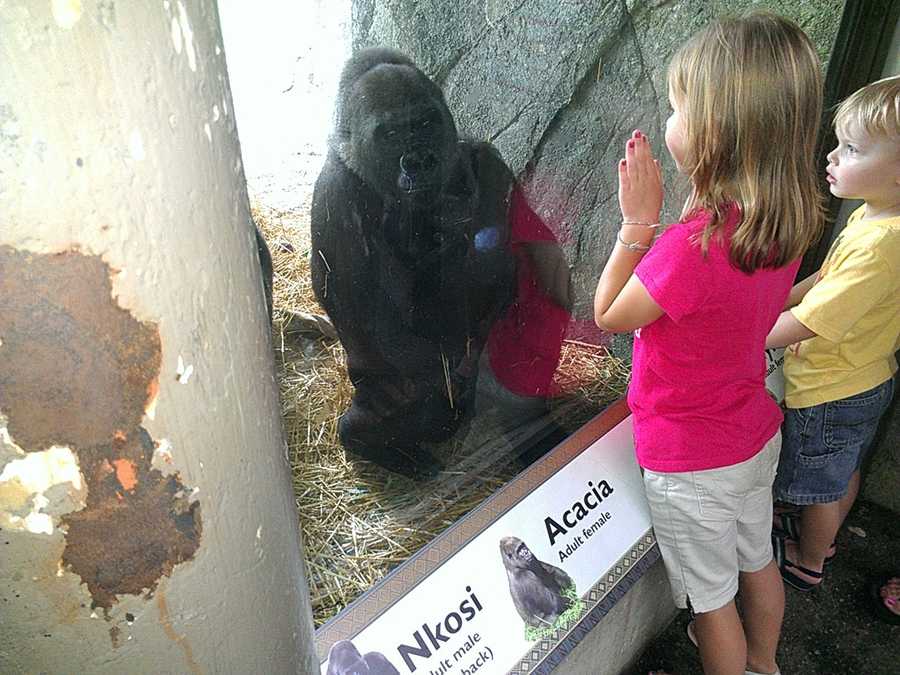 Images Baby gorilla born at NC Zoo