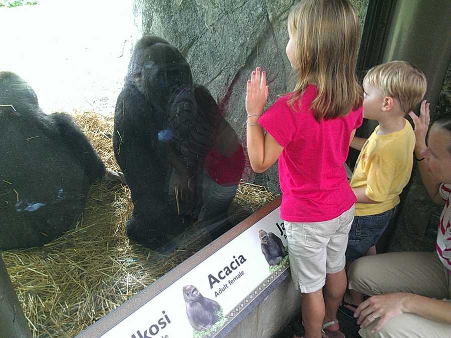 Images Baby gorilla born at NC Zoo