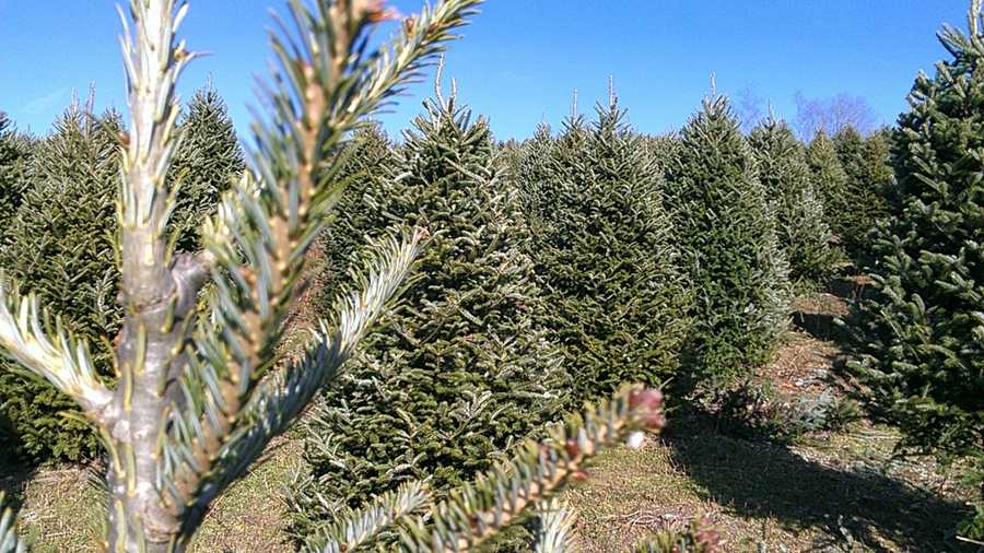 Christmas tree shopping season has started in North Carolina's mountains. (Photo by WXII's William Bottomley)