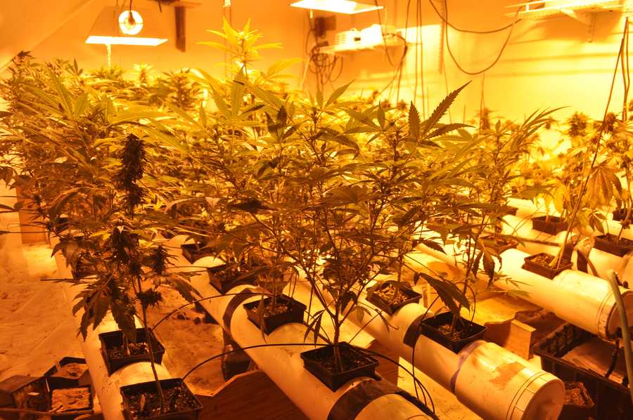 280 marijuana plants found in Burlington drug bust