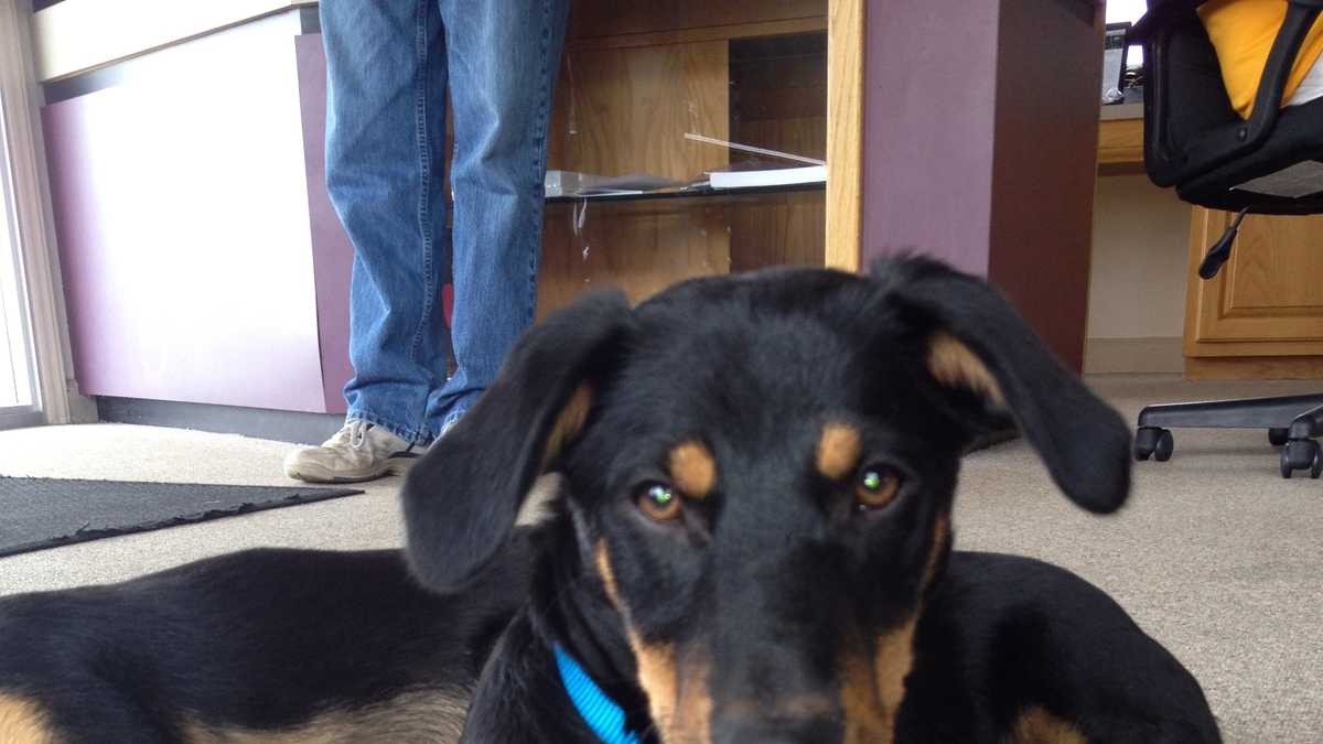 Second Chance Animal Rescue of Surry County