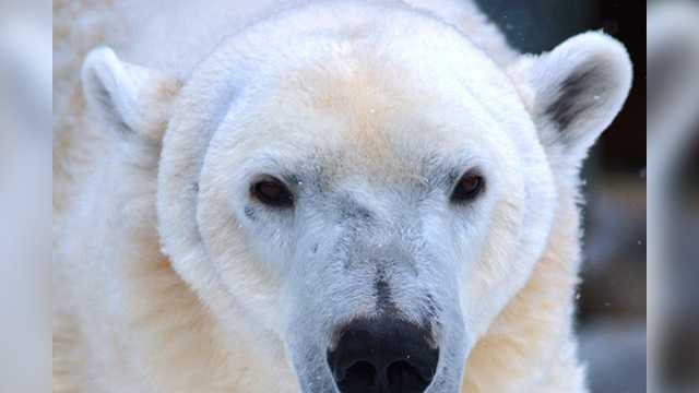 Polar Bear  North Carolina Zoo