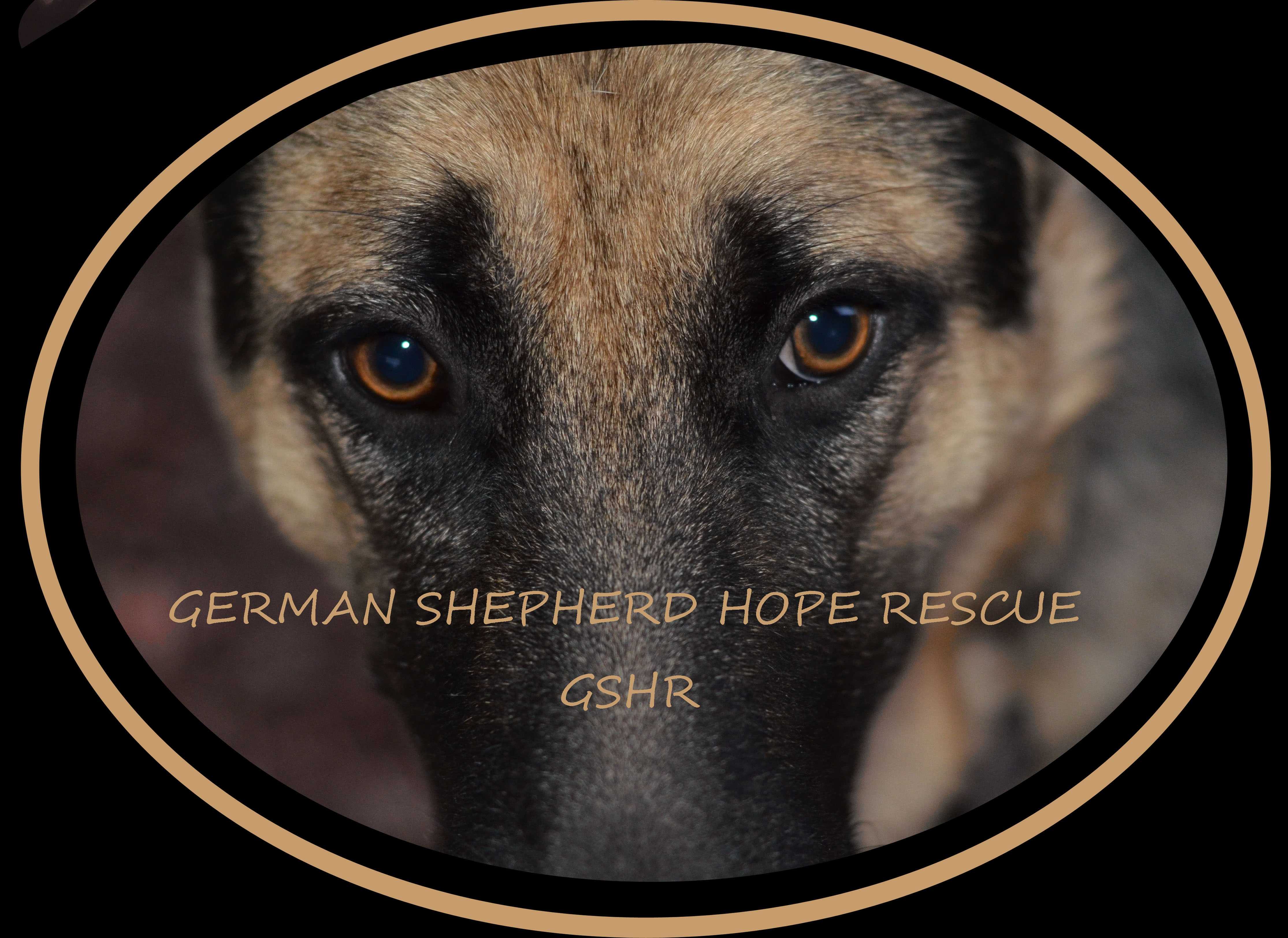 New beginnings sale german shepherd rescue