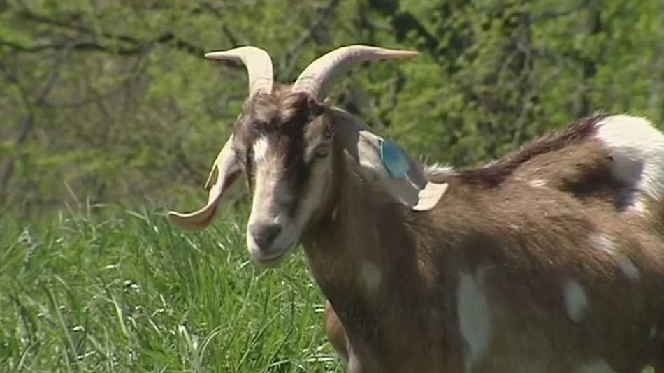 3 dead goats found beside road investigated