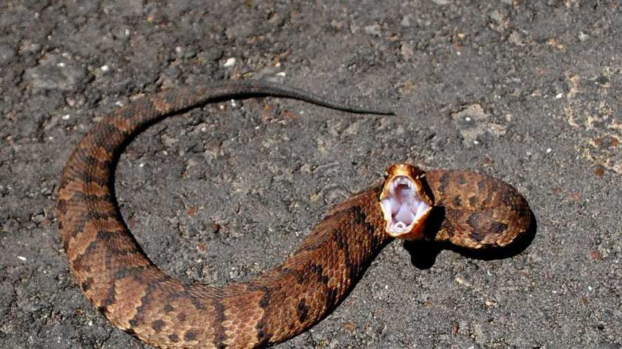 Upstate professor discovers virgin births in wild