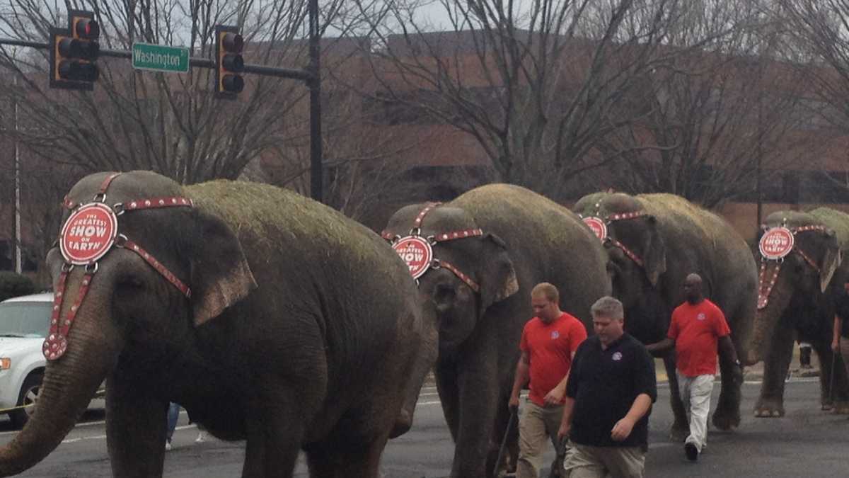 Pictures Circus elephants arrive in Greenville