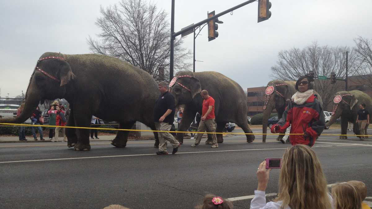 Pictures Circus elephants arrive in Greenville