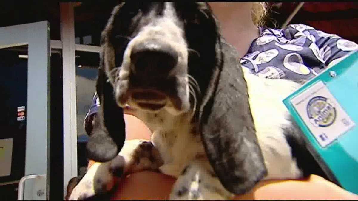 Puppy mill dogs up for adoption