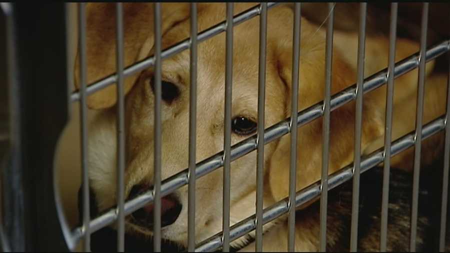 dozens of dogs adopted