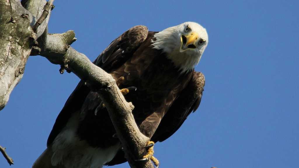 Bald eagles returning to