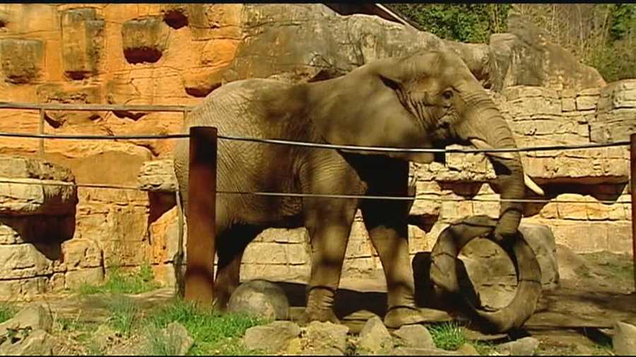 Joy, the Greenville Zoo's last elephant, will be leaving soon