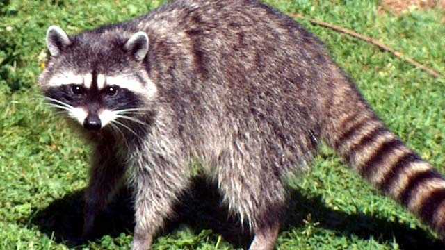 Raccoon file