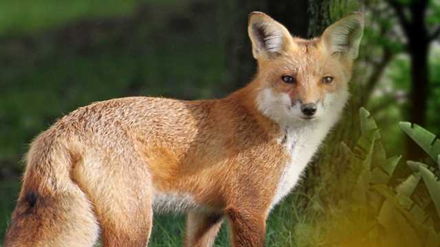 Generic fox photo