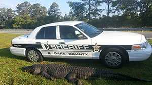 Dare County, N.C. sheriff deputies say the gator was 12 feet, 4 inches long, and weighed at least 800 pounds.
