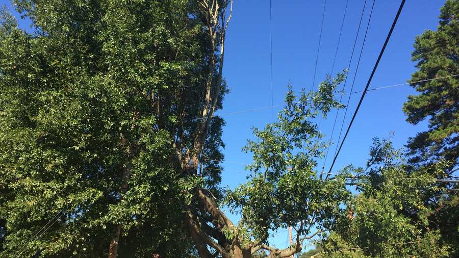 This tree on Bennett St. and Gallivan St. has had a large area trimmed to prevent it from touching the power lines.