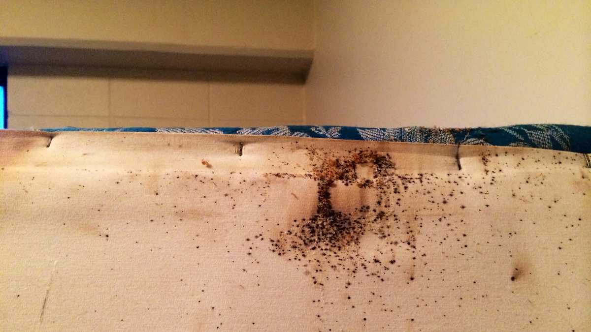 Apartment bed bug 'epidemic' leads to plea for donations