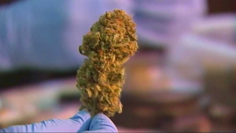 Marijuana specimen for medical cannabis