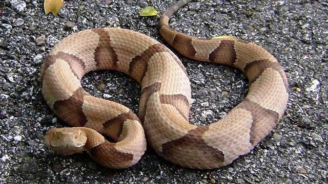 Vets Report Spike In Pets Bitten By Snakes Myrtle Beach Area
